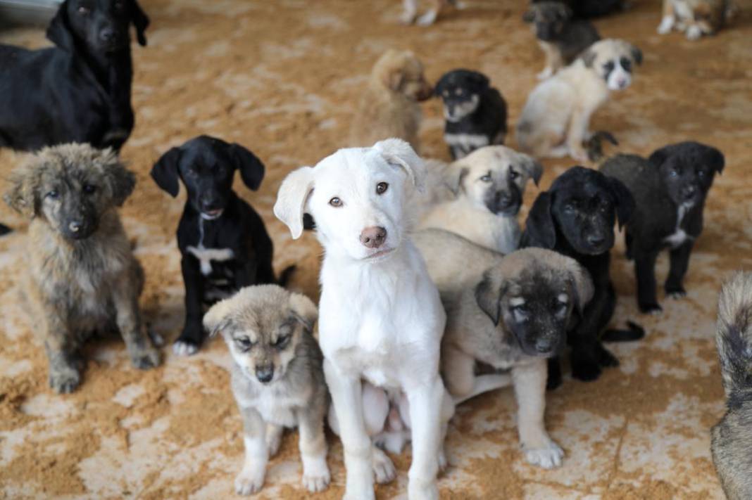 İstanbul’da sokak köpeklerine besleme yasağı: Hangi alanlarda yasak geldi, karar neden alındı? 8